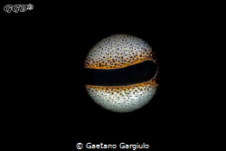 Full Octo-moon This time my reverse ring macro toy did no... by Gaetano Gargiulo 